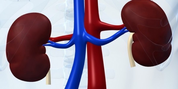 Böbrek Nakli Son Çare Değil İlk Çaredir
