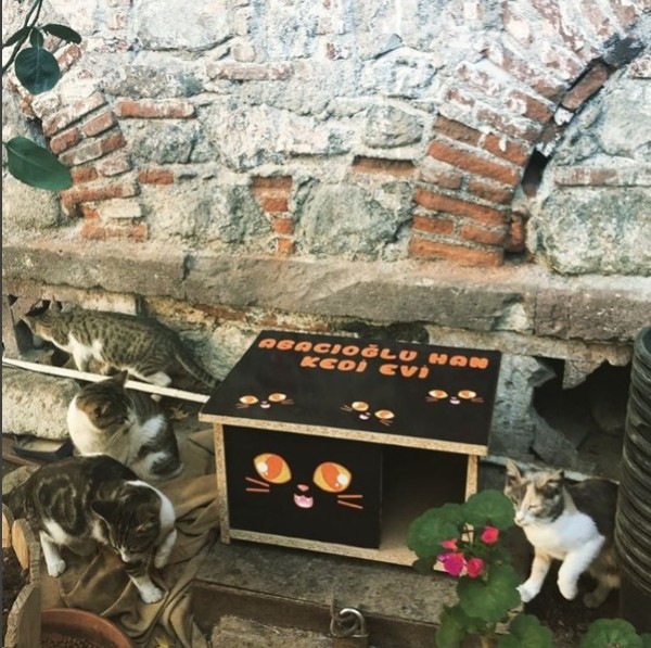 Adore - Kedi Evi Projesi