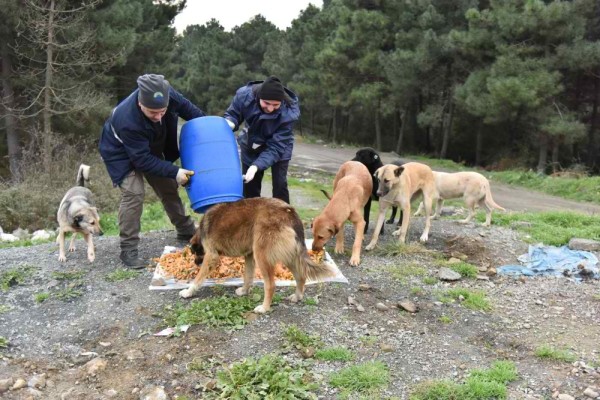 Soğukta Sahipsiz Hayvanlar Unutulmadı