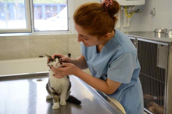 Soğukta Sahipsiz Hayvanlar Unutulmadı - Görsel 3