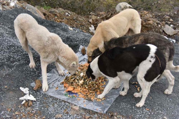Soğukta Sahipsiz Hayvanlar Unutulmadı - Görsel 4