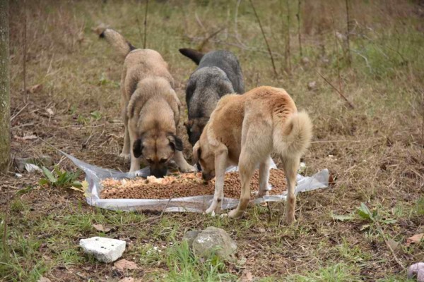Soğukta Sahipsiz Hayvanlar Unutulmadı - Görsel 5