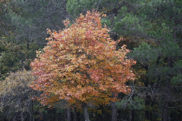 27. Sayfa igneada-kasim-2011-ali-ihsan-gokcen-0006