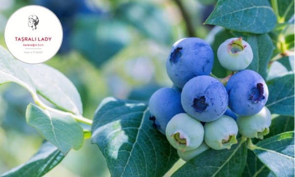 YABAN MERSİNİ VE ANTOSİYANİN MADDESİ