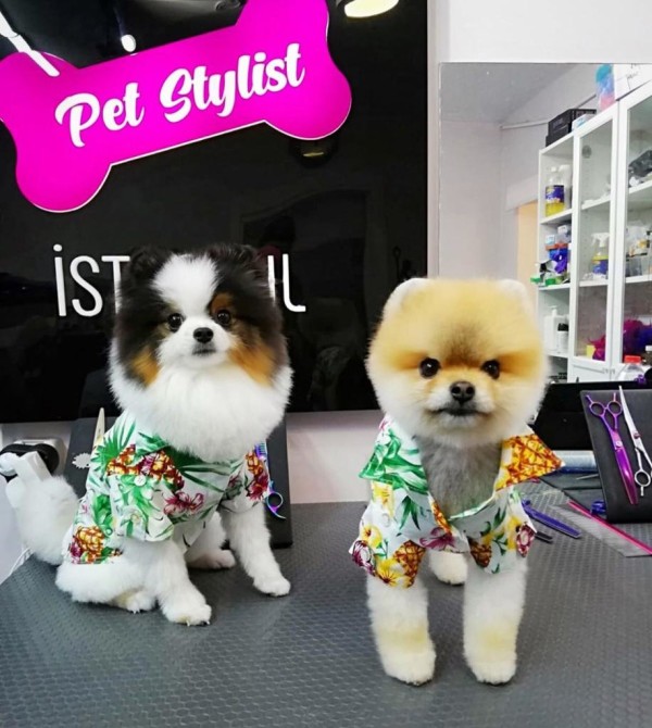PetStylist İstanbul - Pet kuaförü hizmeti 