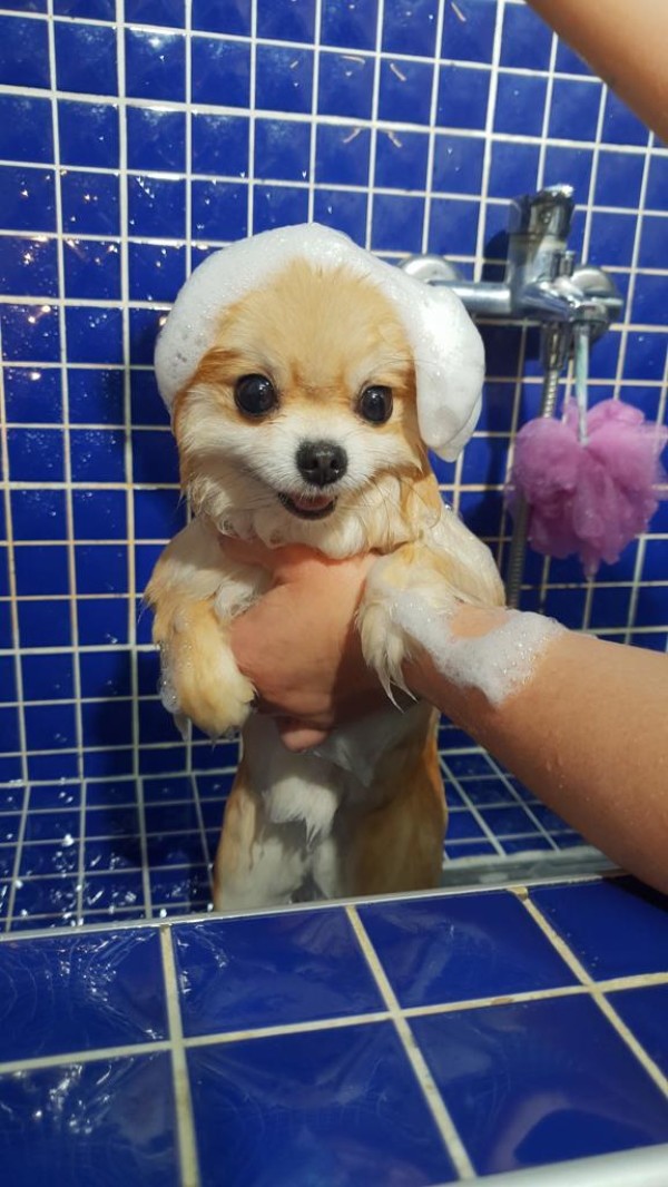 PetStylist İstanbul - Pet kuaförü hizmeti 