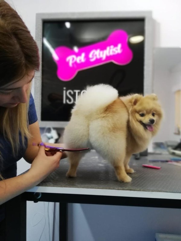 PetStylist İstanbul - Pet kuaförü hizmeti