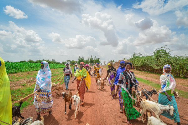 İyilik Derneği süt keçisi