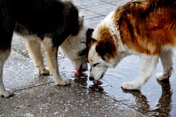 Sokak hayvanlarının sağlığı için kitap satıyorlar