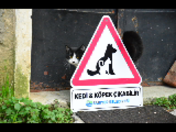 dikkat kedi köpek çıkabilir tabela