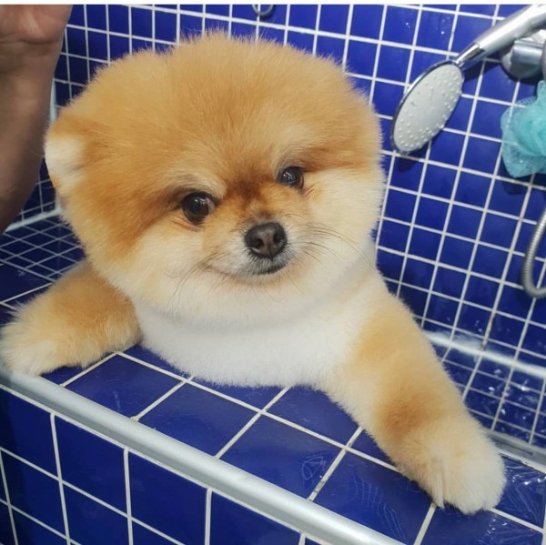 Petstylist İstanbul Görsel 1