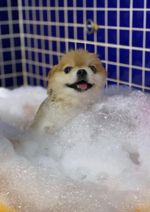 Petstylist İstanbul Görsel 2