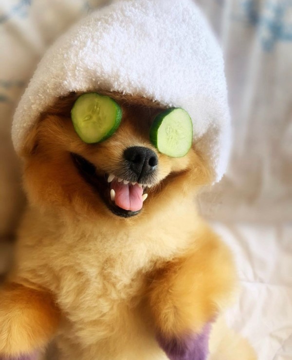 Petstylist İstanbul Görsel 3