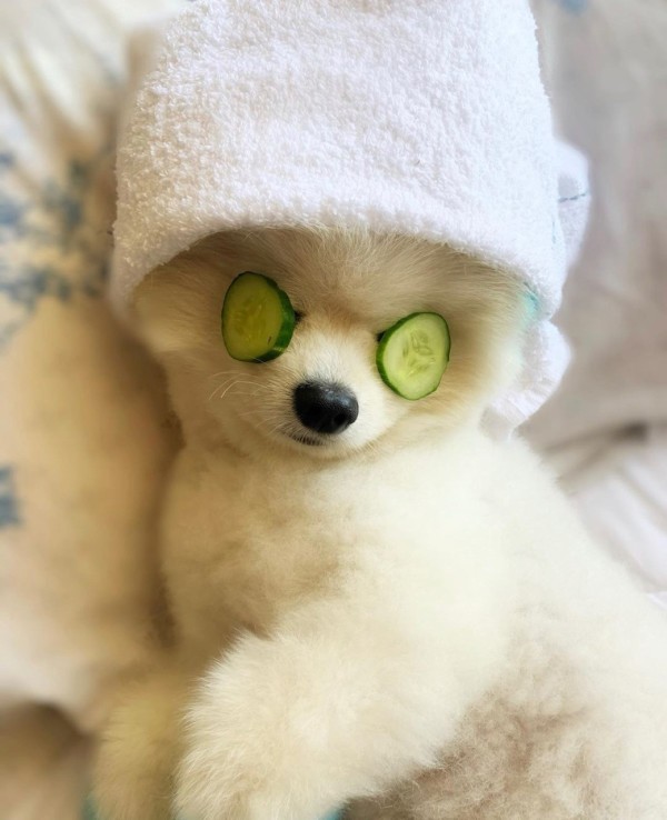 Petstylist İstanbul Görsel 4