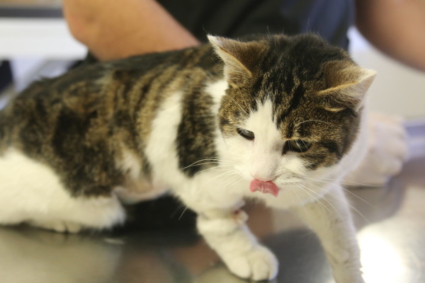 kedi 1