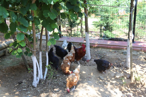 Yaşam Merkezi