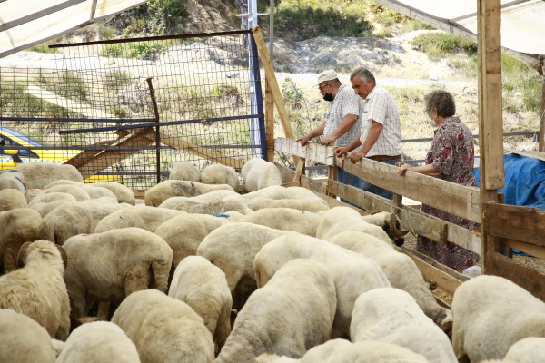 kurbanlık