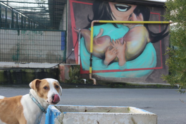 Sokağa terkedilmiş köpek