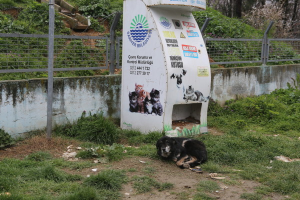 Sokağa terkedilmiş köpek