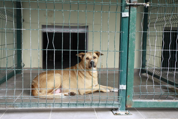 köpek