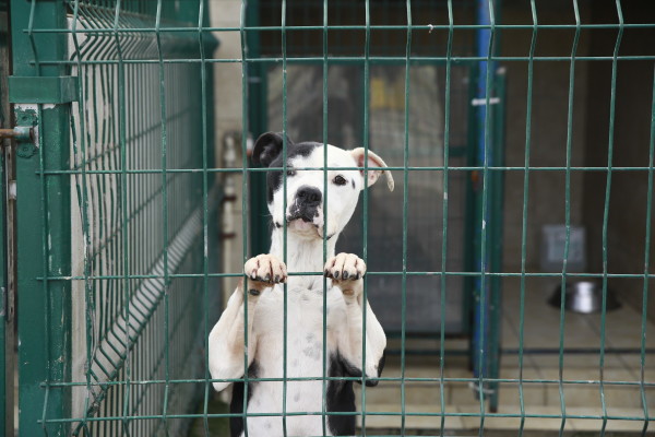 köpek