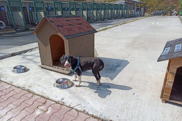 engelli köpeğe tekerlekli sandalye