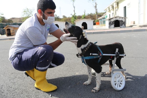 engelli köpeğe tekerlekli sandalye