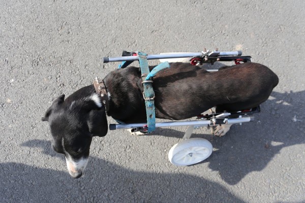 engelli köpeğe tekerlekli sandalye