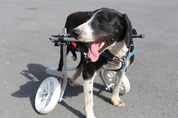 engelli köpeğe tekerlekli sandalye