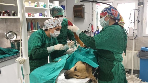 Araba çarpan köpeğe müdahale