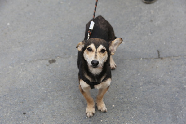 sahiplenilen köpek Laki