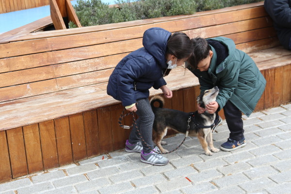 sahiplenilen köpek Laki