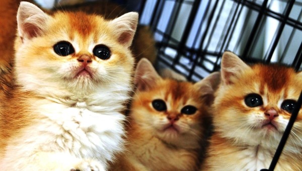 Petzoo Eurasia Fuarı