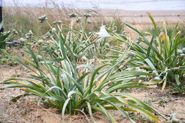 KİLYOS ÇEVRE VE SANAT GÜNLERİ'NİN 5'İNCİSİ YAPILDI