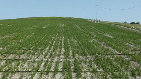Çeltik Tarlası Damla Sulama