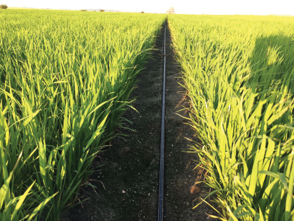 Netafim Çeltik Tarlası Türkiye