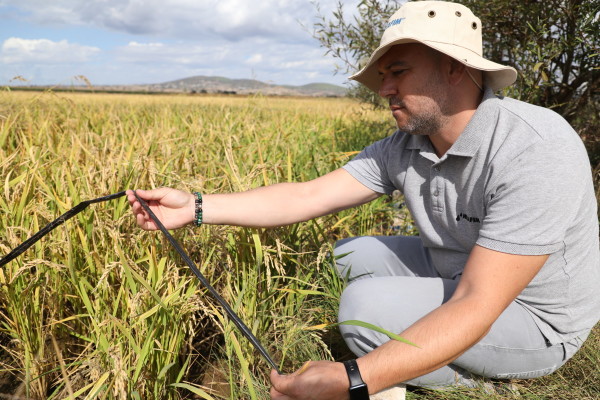 Netafim Damla Sulama Çeltik