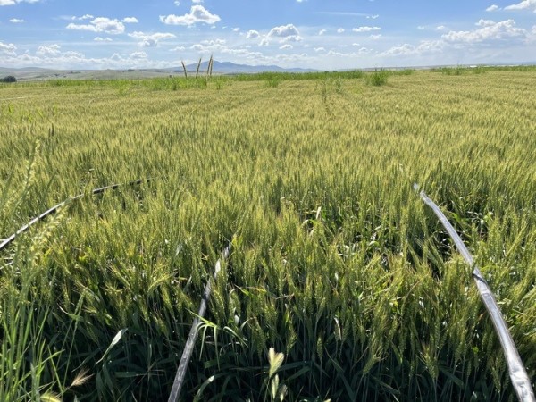 Netafim Damla Sulama