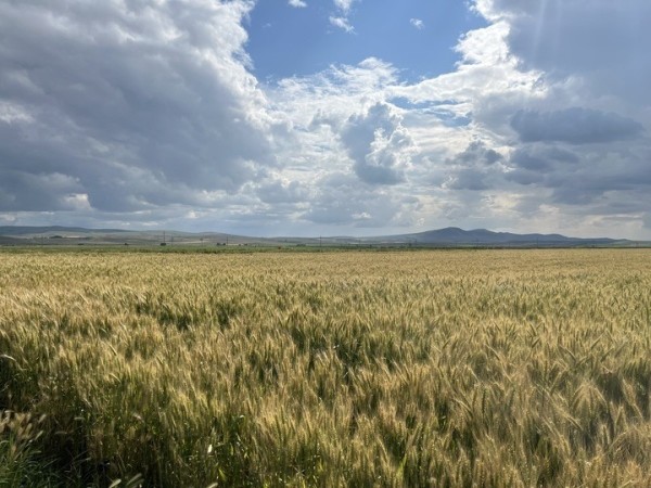 Netafim Damla Sulama