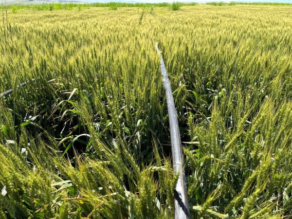 Netafim Damla Sulama