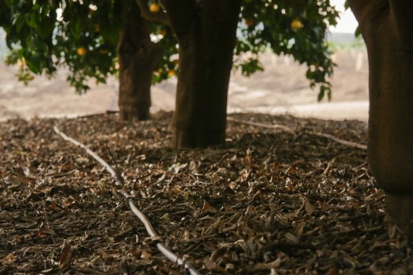 Netafim Damla Sulama