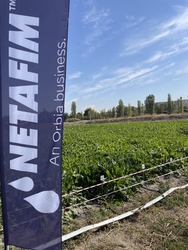 Netafim Şeker Pancarı Damla Sulama