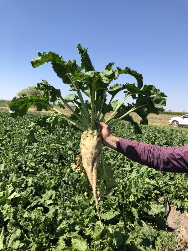 Netafim Şeker Pancarı Damla Sulama 2