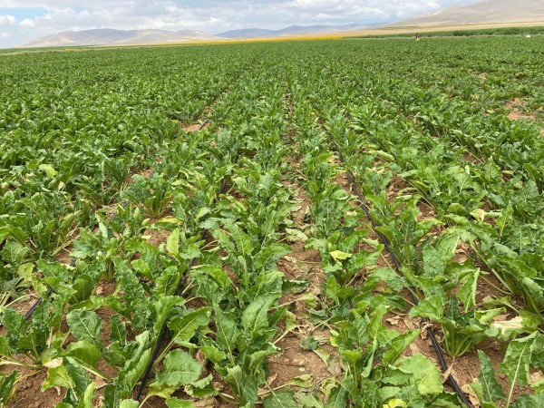 Netafim Şeker Pancarı Damla Sulama 3