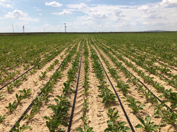 Netafim Şeker Pancarı Damla Sulama 4