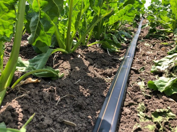 Netafim Şeker Pancarı Damla Sulama 5