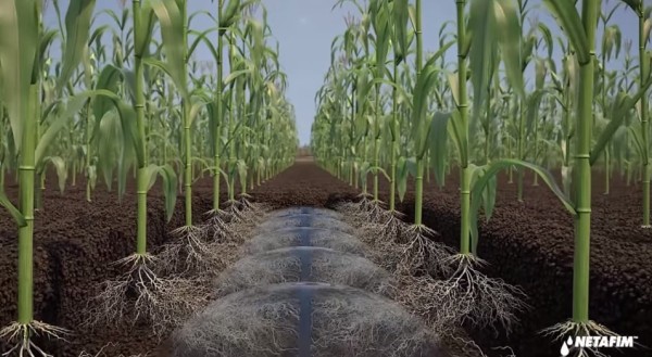 Netafim SDI – Go Toprak Altı Damla Sulama