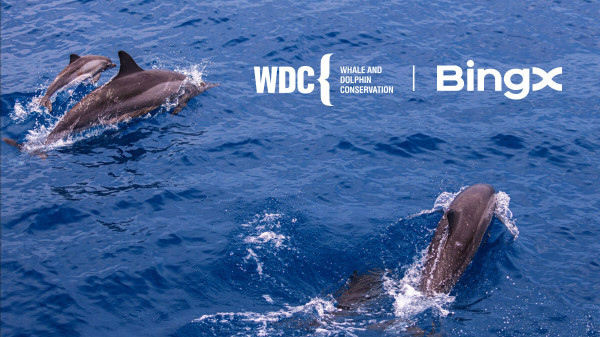 BingX Charity Partners - Whale Dolphin Conservation