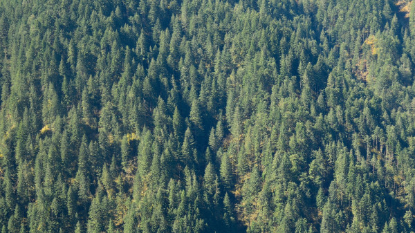 Yeni nesil doku testleri organ reddi riskini azaltıyor